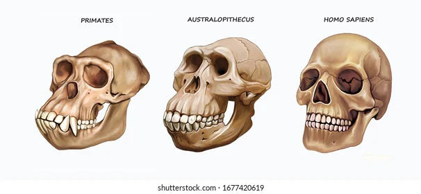 Carne cruda: cuando la moda olvida la evolución
